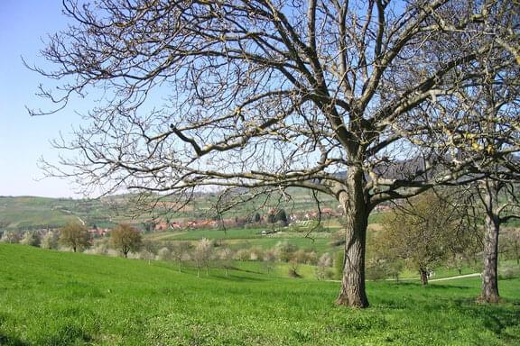 Ferienhaus Badenweiler Obstwiesen 