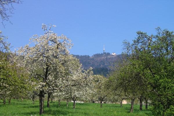 Ferienhaus Badenweiler Hochblauen