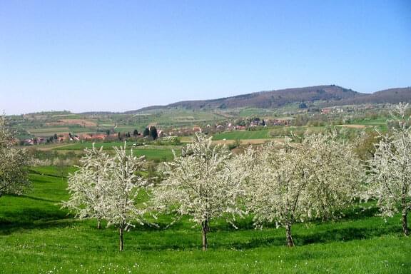 Maison de vacances Badenweiler Zur Alten Dame Beaujardin